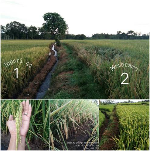 Bila Petani Ingin Tersenyum Kenali  Varitas Padi Ini (Inpari 42 GSR)