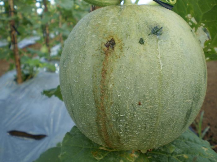 MENGENAL DAN CARA PENGENDALIAN LALAT BUAH