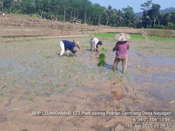 Kegiatan Percepatan Tanam padi sawah bulan Juni 2020 di Kec Leuwidamar