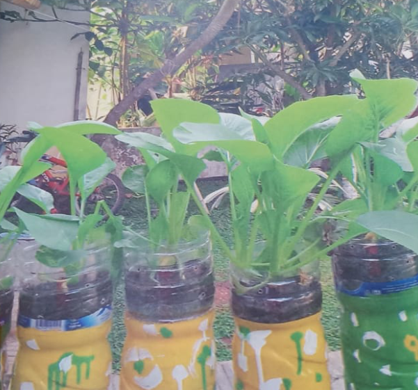 Menanam Sayur Dengan Hidroponik 