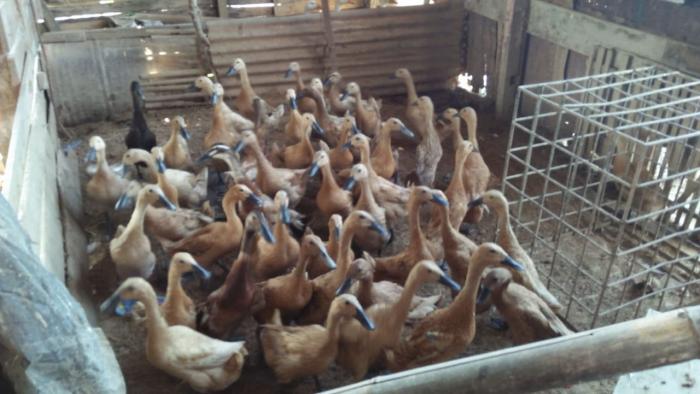 Manajemen Pemeliharaan Ternak  Itik Di Lahan Pekarangan