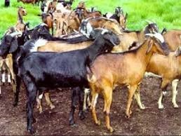 PENCEGAHAN PENYAKIT DIARE PADA TERNAK KAMBING