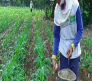 PEMUPUKAN TANAMAN JAGUNG AGAR PRODUKTIFITAS LABIH MAKSIMAL