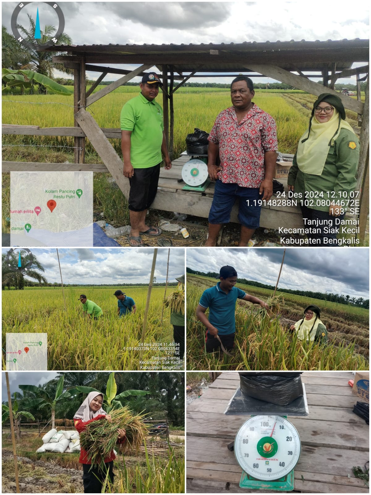 PENGAMBILAN UBINAN PADI SAWAH DI DESA LUBUK GAUNG BERSAMA POPT KECAMATAN SIAK KECIL 