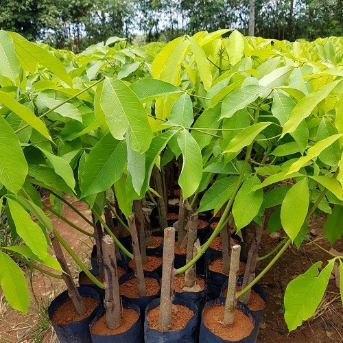 Memilih Benih Karet Yang Baik Dan Benar