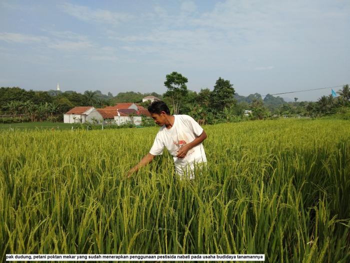Pengendalian Opt Ramah Lingkungan, Sebuah Alternatif Sebelum Penggunaan Pestisida