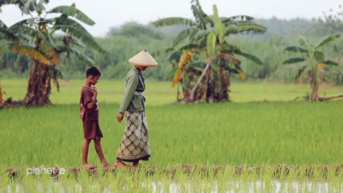 TEKNOLOGI BUDIDAYA PADI SAWAH TADAH HUJAN