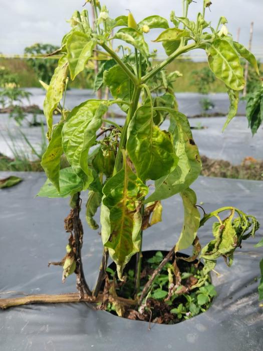 ORGANISME PENGGANGGU TANAMAN (OPT) UTAMA DAN CARA PENGENDALIANNYA PADA TANAMAN CABAI