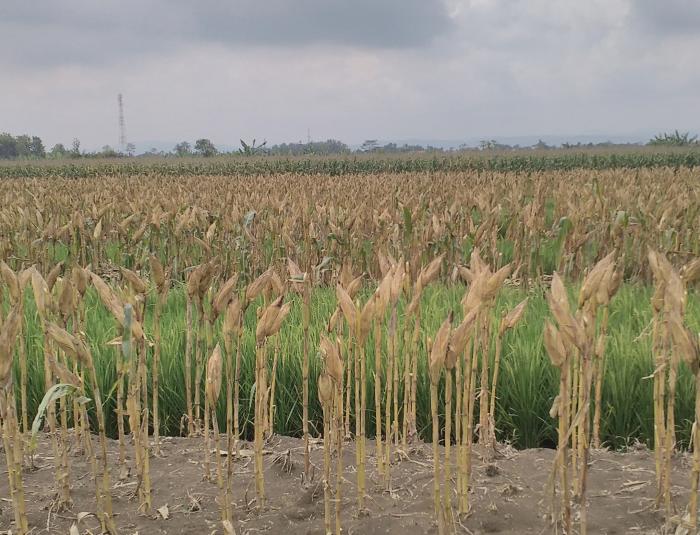 Pengaturan Jarak Tanam Jagung Dalam Peningkatan Produksi