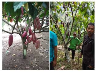 Sambung Samping Pada Tanaman Kakao