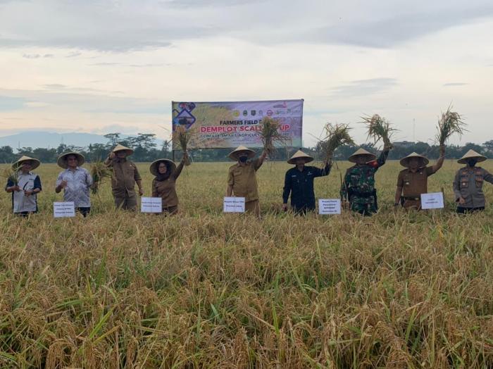 Program CSA Kementan, Buktikan IP Petani Subang Meningkat