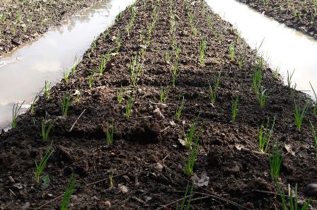 TINGKATKAN INDEKS PERTANAMAN DI LAHAN RAWA PASANG SURUT