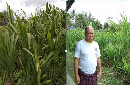 SEKILAS MANFAAT TENTANG PANDAN WANGI