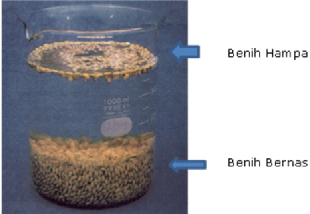 Seleksi Benih Padi Dengan Larutan Garam
