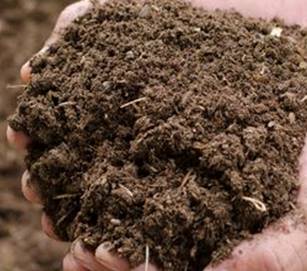 KOTORAN BURUNG PUYUH SEBAGAI PAKAN TERNAK