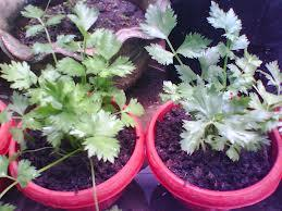 Teknologi Budidaya Seledri Dalam  Pot