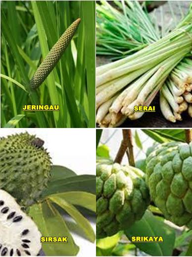 Pestisida Nabati (kelompok Tumbuhan Insektisida Nabati)