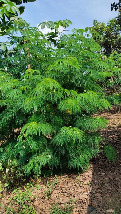 HIJAUAN PAKAN SUMBER PROTEIN BAGI TERNAK RUMINANSIA