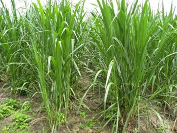 JAMUR Phytophthora capsici  PADA TANAMAN LADA