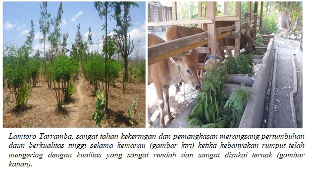 Keunggulan, Budidaya dan Prospek Pengembangan Tarramba