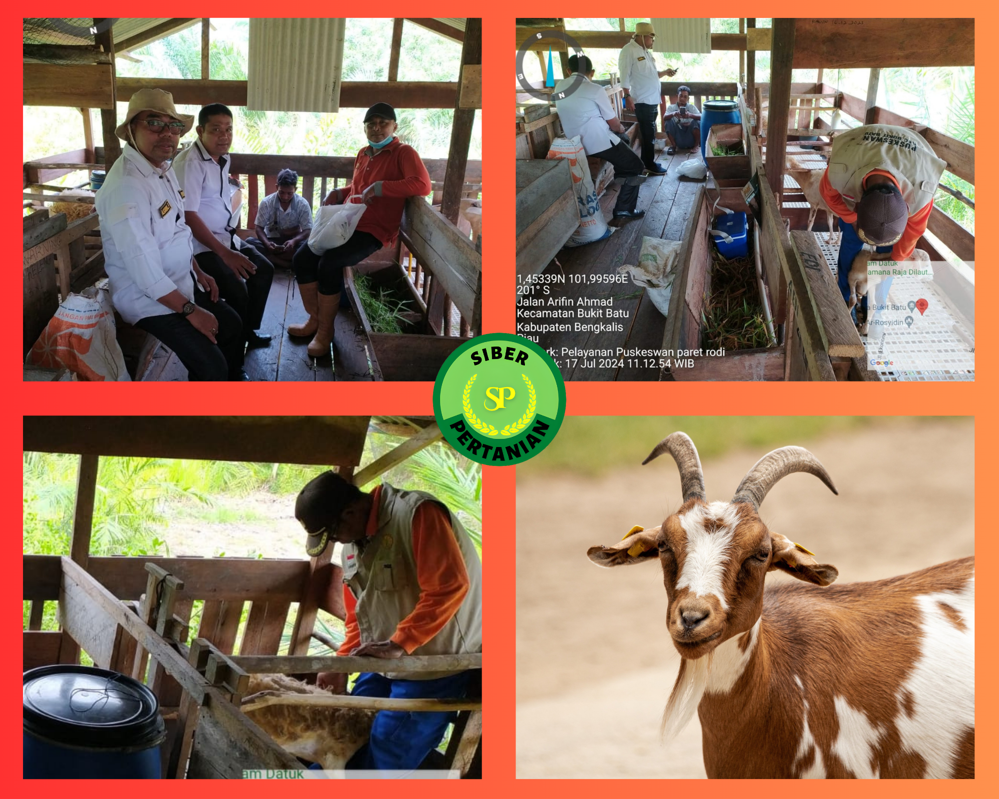 Pelayanan Kesehatan Ternak oleh Puskeswan Bukit Batu
