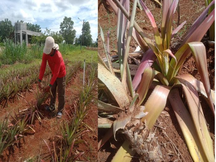 HAMA DAN  PENYAKIT TANAMAN  NANAS BESERTA PENGENDALIANNYA