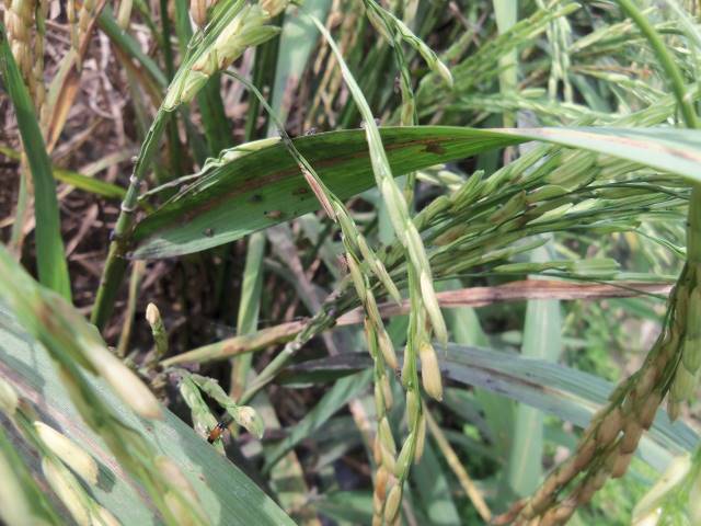 PENGENDALIAN HAMA DAN PENYAKIT TERPADU UNTUK MENGANTISIPASI SERANGAN HAMA WERENG BATANG COKLAT