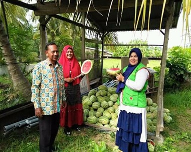 Panen Semangka Di Kecamatan Tanah Pasir 