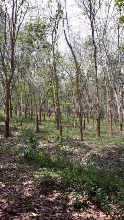 PENYAKIT AKAR PUTIH PADA TANAMAN KARET (Hevea brasiliensis)