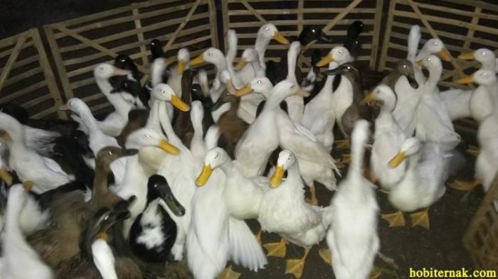 CARA GAMPANG MENGETAHUI KELAMIN ITIK