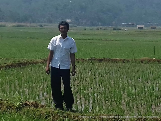 Pengamatan Hama Penggerek Batang Padi Kuning Di Kelompok Tani Sida Mukti Desa Karangjambu Kecamatan Karangjambu Kabupaten Purbalingga