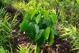 Potensi Menguntungkan Tumpang Sari Kopi dan Jahe