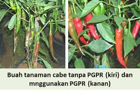 Pgpr Oleh Petani