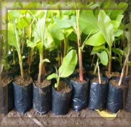 TEKNOLOGI PERBANYAKAN PISANG KONVENSIONAL