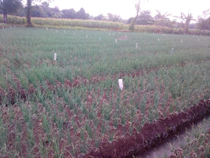  Tanaman Bawang Merah Menjadi Primadona
