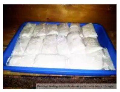 Cara Membuat Trichoderma