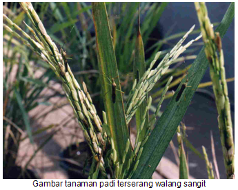 Pengendalian Walang Sangit Pada Lahan Sawah Di Wkpp Tukul Kec. Tering Kab. Kutai Barat Kalimantan Timur