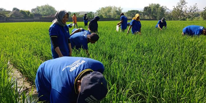 PEMANFAATAN AGENS HAYATI DALAM PENGENDALIAN ORGANISME PENGGANGGU TUMBUHAN (OPT)