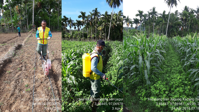 Kaji Terap Tumpang Sari Jagung Kacang Tanah