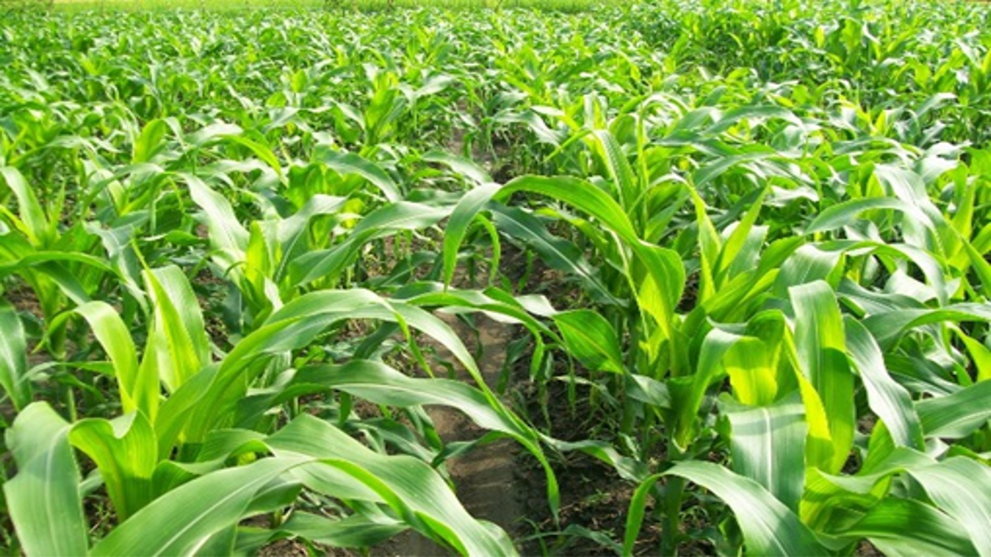 Pendampingan Kelembagaan Ekonomi Petani