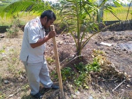 Waktu Dan Cara Menanam Jagung Yang Benar