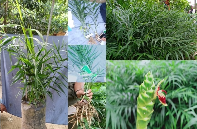 MENGENAL JAHE SIMEMANGAN