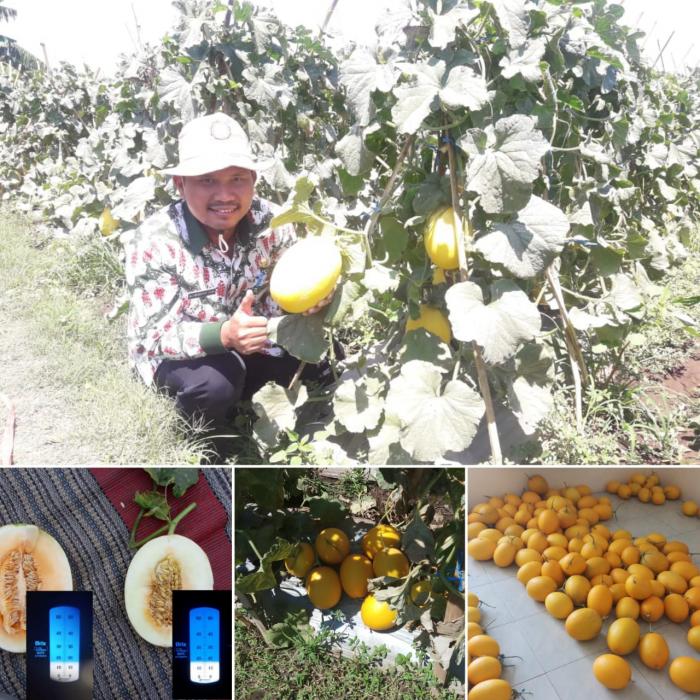 budidaya golden melon di kelompok tani awan tani