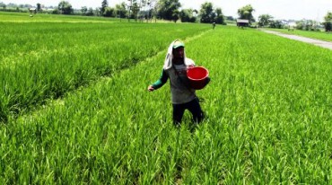 Pemupukan Padi Di Poktan : Tani Makmur, Desa Babadan