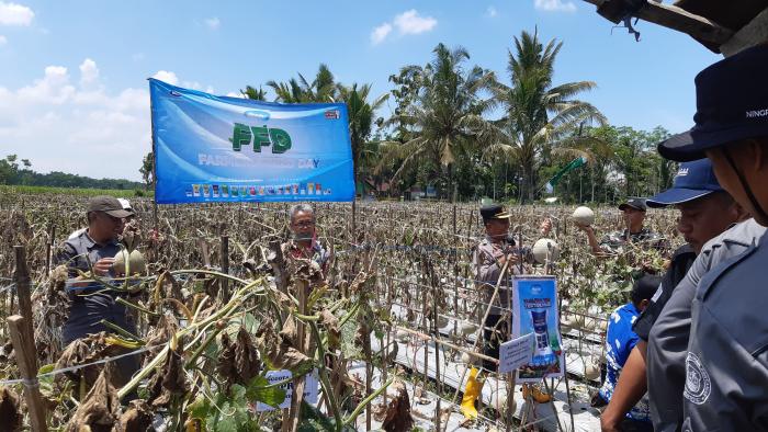 Semarak Kegiatan Farm Field Day (FFD) Komoditas Melon di Wilayah Kerja Balai Penyuluhan Pertanian Tangsil