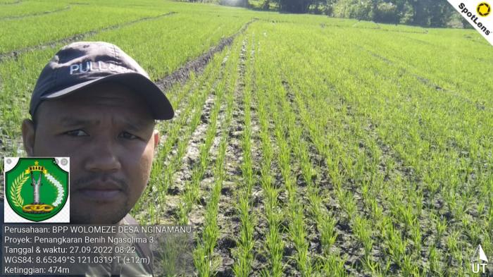 Cara Tanam Padi Sawah Sistem Jajar Legowo di Desa Nginamanu Kec. Wolomeze Kab. Ngada