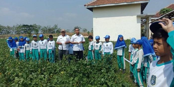 BELAJAR PERTANIAN BERSAMA PENYULUH PERTANIAN