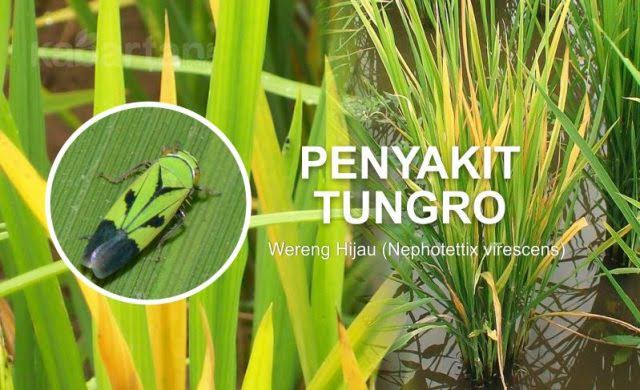 pengendalian penyakit tungro