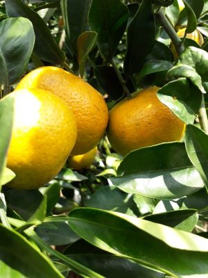 PENGENDALIAN PENYAKIT ANTRAKNOSE DAN JAMUR UPAS PADA TANAMAN JERUK