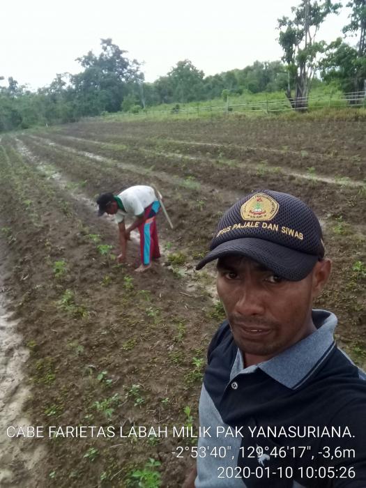 Tanaman  Cabe Desa Sariputih Sp-2